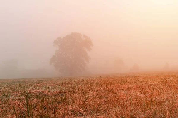 Baumsilhouette Nebligen Herbst Morgennebel Bei Sonnenaufgang Tschechische Landschaft — Stockfoto