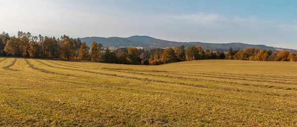 Autunno Fogliame Albero Colorato Sul Prato Collina Klet Paesaggio Ceco — Foto Stock