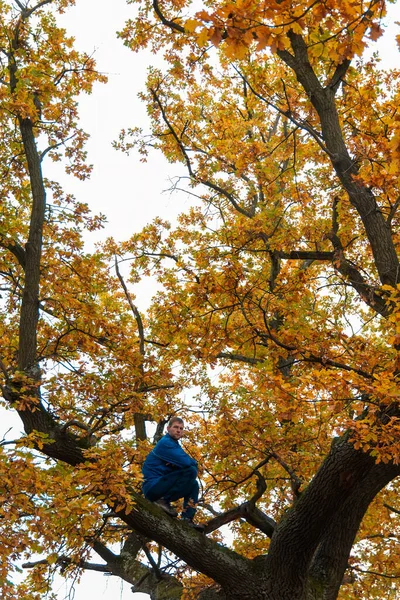 Junger Kaukasier Sitzt Bunter Herbstbaumkrone — Stockfoto
