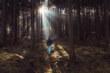 Young man walking on forest in misty morning fog with sun rays. Czech landscape, toned photo