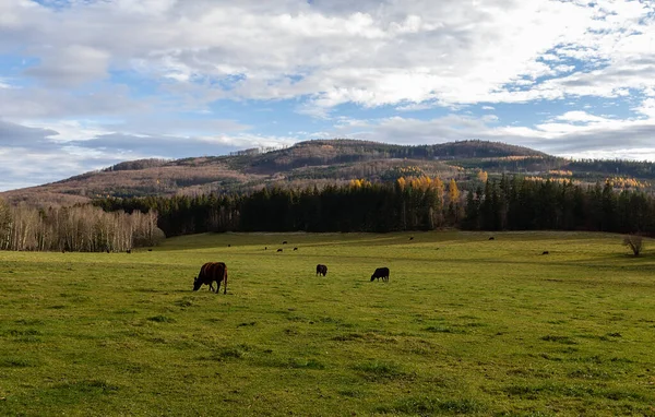 Grazing Herd Cows Meadow Pasture Autumn Hill Czech Landscape — Stock Photo, Image