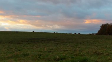 Otlayan inanılmaz fırtına bulutları olan bir inek sürüsünün yavaş görüntüleri. 