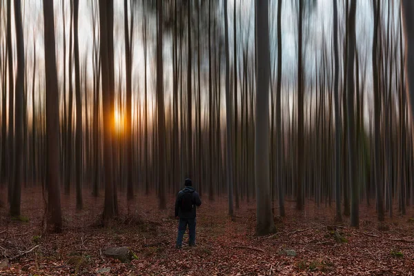 Молодий Чоловік Стоїть Осінньому Лісі Ззаду Від Заходу Сонця Славетний — стокове фото