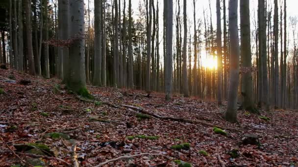 Langsame Filmaufnahmen Eines Jungen Mannes Der Einem Herbstlichen Wald Spaziert — Stockvideo