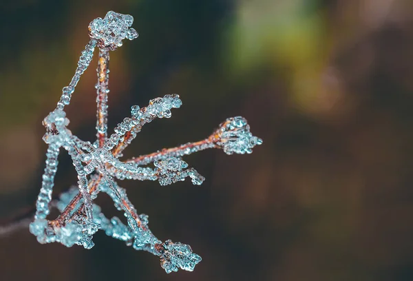 Sparatoria Macro Nebbia Congelata Fiore Secco Bella Gocciolina Ghiaccio Cristallo — Foto Stock
