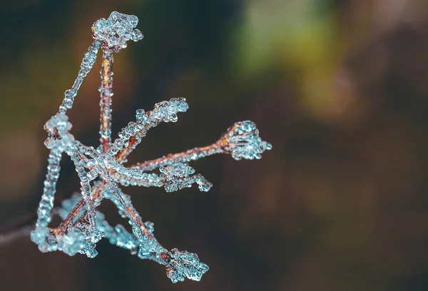 Macro shoot of frozen fog on dry flower. Nice crystal ice droplet, winter background