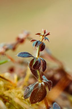 Macro photo of plant, moss growing on tree bark. Nature background with copy space