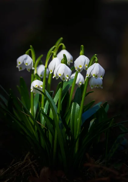 Группа Весеннего Снежинки Leucojum Vernum Лесу Растение Весенний Фон — стоковое фото