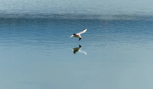 Schwarzkopfmöwe Chroicocephalus Ridibundus Fliege Die Über Wasser Fischt Tschechische Republik — Stockfoto