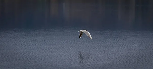 Gaivota Cabeça Preta Chroicocephalus Ridibundus Voa Acima Água República Checa — Fotografia de Stock