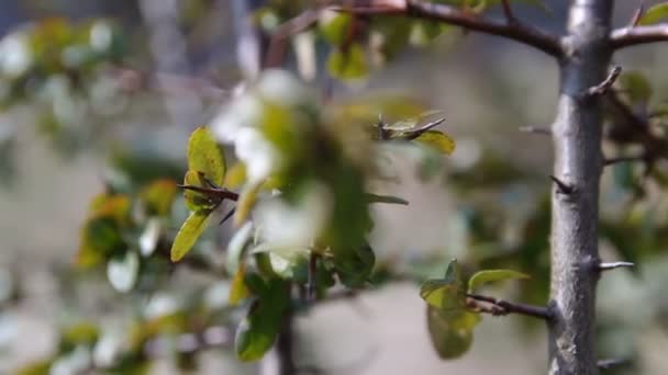 Belas Imagens Galho Árvore Com Folhas Verdes Flores Brancas — Vídeo de Stock