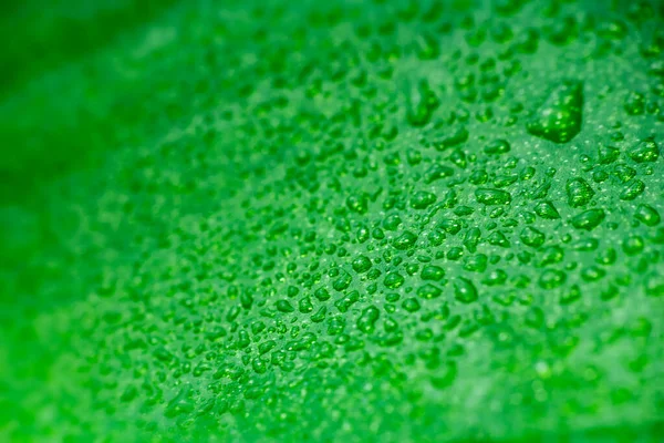 Kropelka Wody Makro Zielonym Liście Storczyka Kontekst Natury — Zdjęcie stockowe