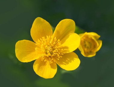 Bataklık kadife çiçeği, krallık çiçeği, Caltha palustris çiçeği
