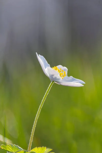 Анекдот Ветреный Цветок Цветок Раннункулы Природе — стоковое фото