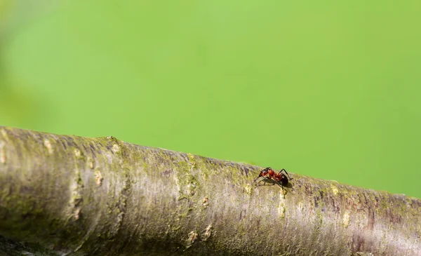 Μυρμήγκι Περπάτημα Κλαδί Κερασιάς Κοκκινιστό Πράσινο Φόντο Μακρο Ζώο Φωτογραφία — Φωτογραφία Αρχείου