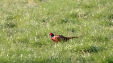 Sülün kuşu güneşte yürüyor çimlerde
