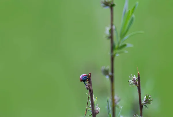 Sapın Üzerinde Duran Kırmızı Uğur Böceği Bahar Czech Doğa Arkaplanı — Stok fotoğraf