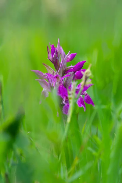 Flor Orquídea Pantano Occidental Dactylorhiza Majalis Hierba República Checa —  Fotos de Stock