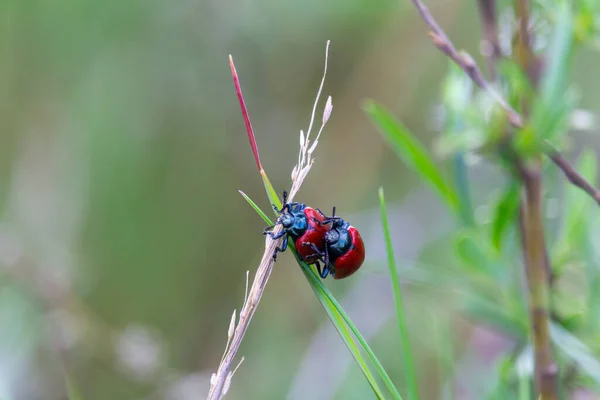 Dos Mariquitas Rojas Tallo Primavera Naturaleza Checa Fondo Amor — Foto de Stock