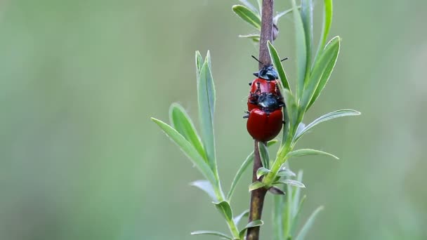 Due Scarabei Rossi Che Accoppiano Muovendosi Sul Fusto Della Pianta — Video Stock