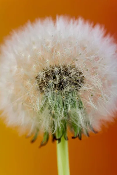 Diente León Sobre Fondo Naranja Cerca Planta Naturaleza Primavera Foto —  Fotos de Stock