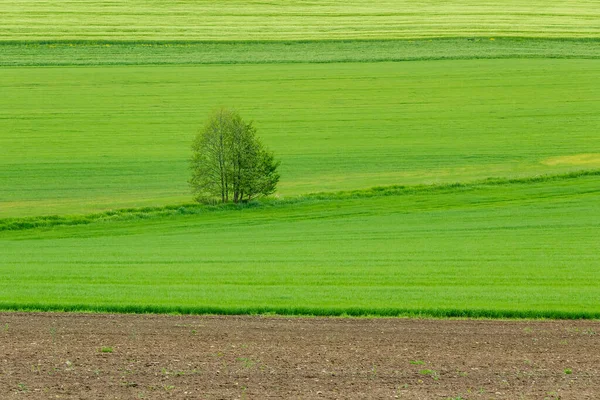 Tarım Tarlalarında Yeşil Çayırlarda Tek Başına Ilkbahar Ağacı Çek Manzarası — Stok fotoğraf