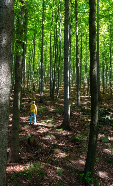 Vue Homme Dos Marchant Sur Forêt Printemps Paysage Tchèque — Photo