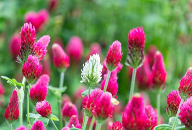 Kırmızı kırmızı yoncalı bir beyaz, trifolium incarnatum çiçek tarlasını kapatın. Çek manzarası