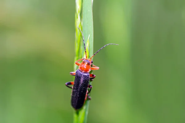 Asker Böcek Otların Üzerinde Oturan Kantaris Rustika Makro Fotoğraf Küçük — Stok fotoğraf