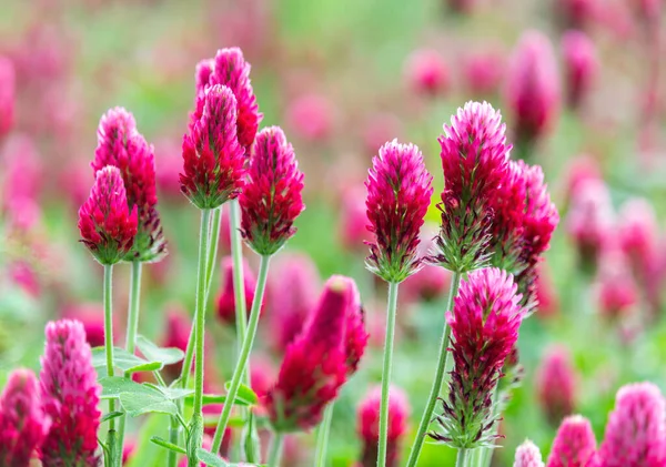 Kırmızı kırmızı yonca, trifolium incarnatum çiçek tarlasını kapatın. Çek manzarası