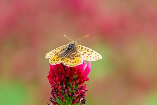 Perla Bordeada Fritillary Boloria Mariposa Eufrósina Sentado Trébol Carmesí Trifolium — Foto de Stock