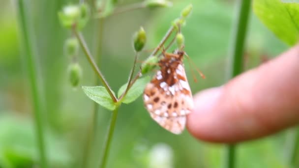 Finger Berührt Schmetterling Auf Grüner Pflanze — Stockvideo