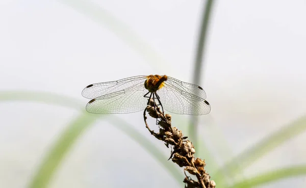 Rote Libelle Libellula Depressa Auf Gras Sitzend Von Hinten Der — Stockfoto