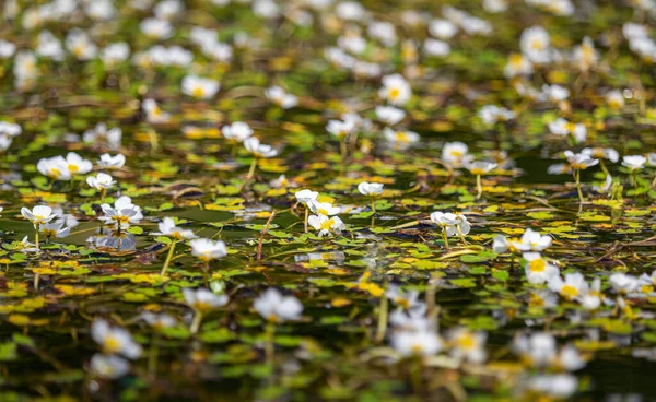 stock image Field of white blossom water crowfoot, batrachium aquatile on small pond, Czech republic