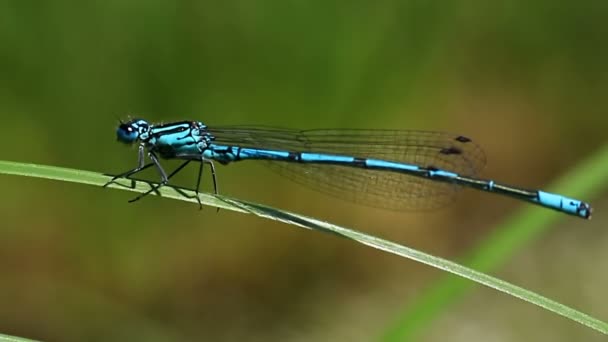 Blaue Libelle Sitzt Auf Grünem Stamm Sonnenlicht Und Bewegt Sich — Stockvideo