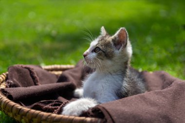 Portre küçük sevimli kedi, hasır sepette oturan kedi ve kahverengi tekstil
