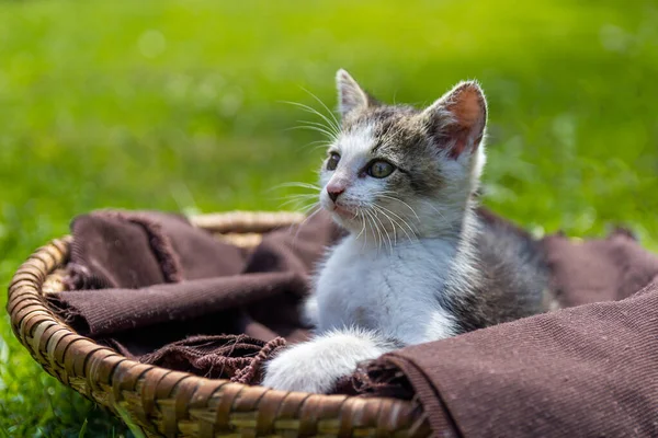 Retrato Pequeño Gatito Lindo Gato Sentado Canasta Mimbre Textil Marrón — Foto de Stock