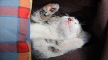 Yastığın arkasında uyuyan sevimli kedi ve hareket eden bıyıkları