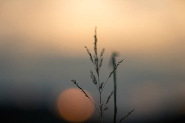 Gün batımında arka planı mavimsi olan çimlerin fotoğrafını çek. Peri masalı, ruhani, barışçıl doğa
