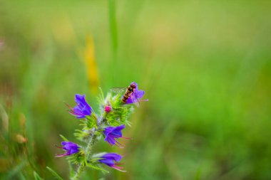 Küçük uçan sinek, eristalis tenax mavi arka planlı çiçek çiçeğinin üzerinde oturuyor. Makro böcek fotoğrafı
