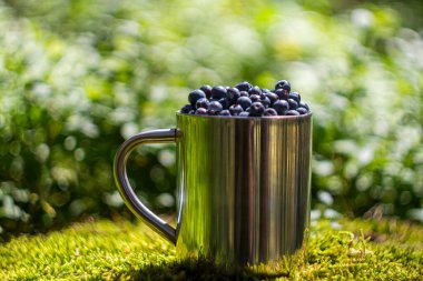 Yaban mersini dolu teneke bardak yine yosun kütüğünün üzerinde duruyor. Meyve arkaplanı toplanıyor