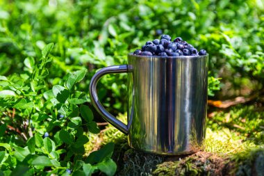 Yaban mersini dolu teneke bardak yine yosun kütüğünün üzerinde duruyor. Meyve arkaplanı toplanıyor