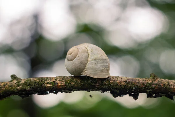 Fehér Csiga Héj Ágon Bokeh Természet Háttér — Stock Fotó