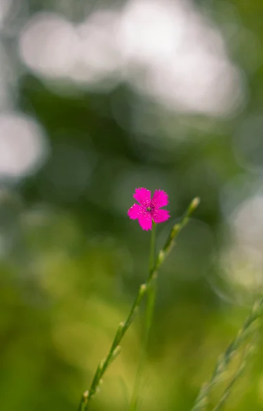 Close Dianthus Deltoides Flor Rosa Donzela Com Fundo Natureza Bokeh — Fotografia de Stock