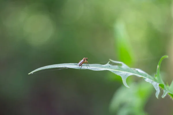 Mücke Mücke Auf Blatt Sitzend Makro Nahaufnahme Des Tieres — Stockfoto