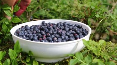 Yaban mersini toplayıp kaseye koyuyoruz.