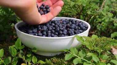Taze toplanmış yaban mersinlerini kaseye koyuyoruz.