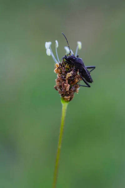 Alydus Calcaratus Insecte Assis Sur Une Fleur Plantain Macro Photo — Photo