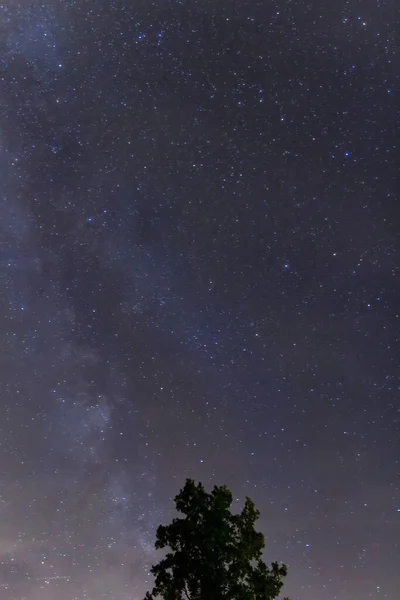 夏日的夜空布满了银河 星星和树木的轮廓 捷克共和国 — 图库照片