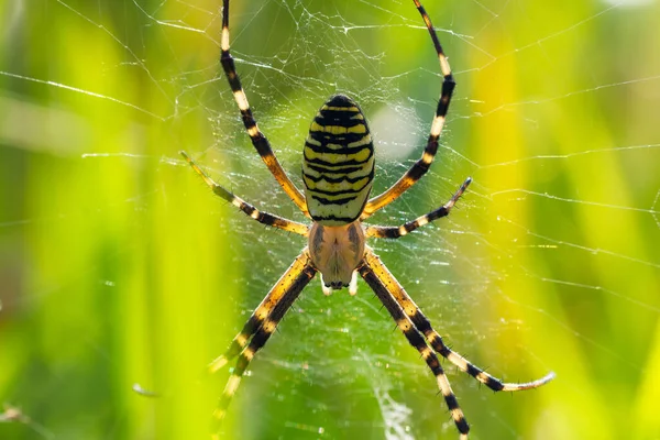 Close Wasp Spider Argiope Bruennichi Sitting Web Grass — Stock Photo, Image